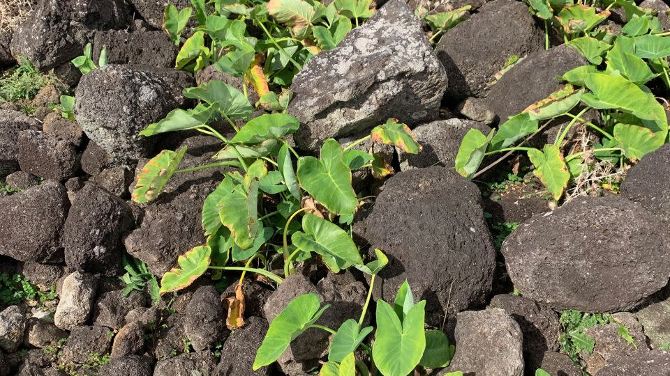 Researchers focused on farming practices to understand how large a population the island could have supported. Rapa Nui could have sustained less than 4,000 people, with rock garden cultivation alone accounting for about half of the population, the study found. - Carl Lipo