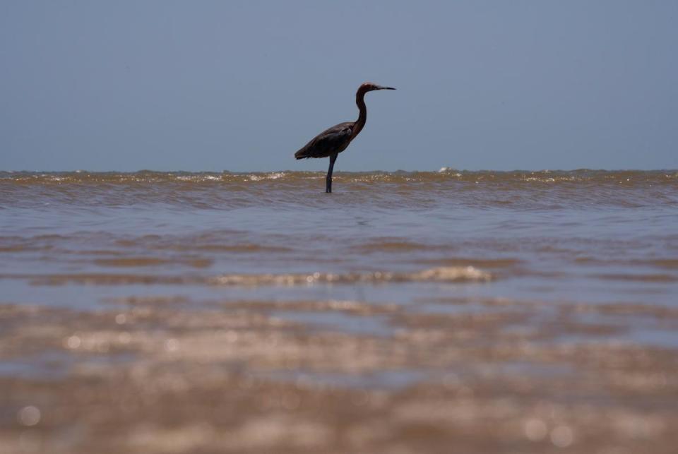 A great blue heron, a species of migratory bird, walks along the water at Bolivar Flats on the Bolivar Peninsula on July 18, 2023.