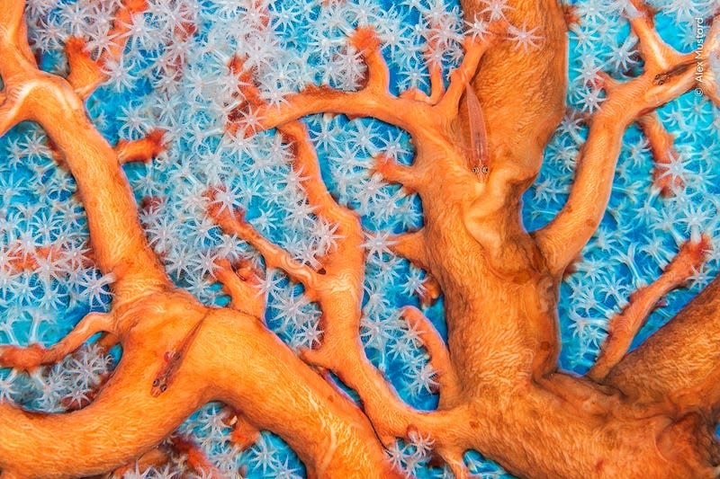 Ghost gobies swim around the extending tendrils of a sea fan.