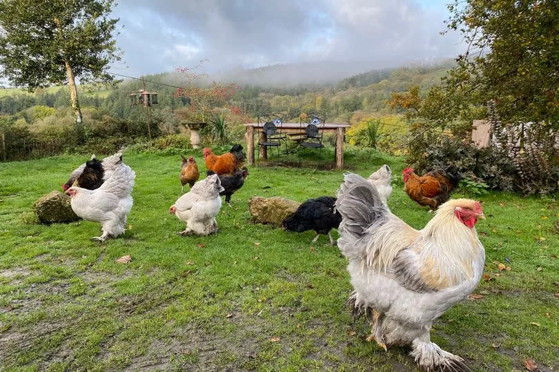 Lots of chickens at the lodge