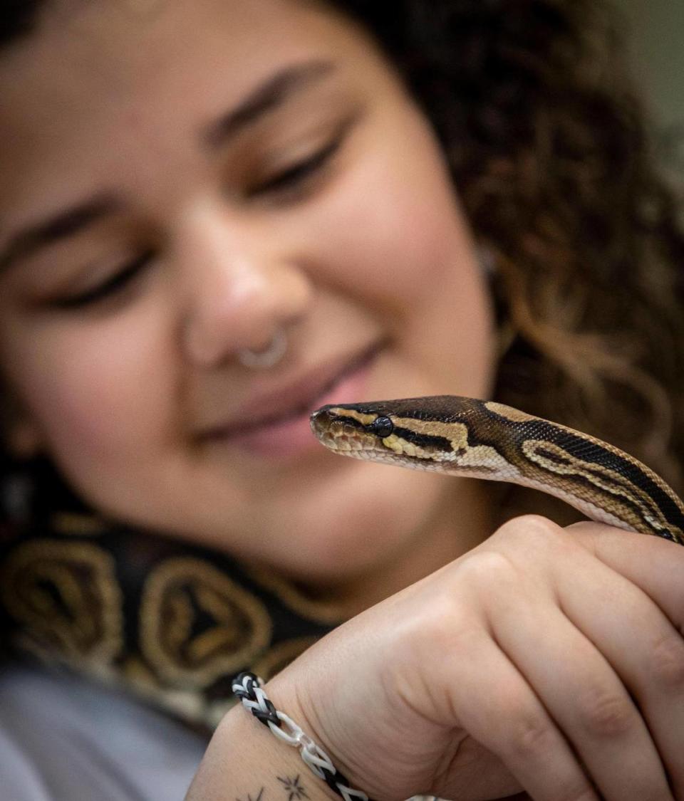 Hialeah Gardens High School senior Yanelis Velázquez shows off her Ball Python during an event at Hialeah Gardens High School to promote mental health. Hialeah Gardens, Florida - May 30, 2023 -