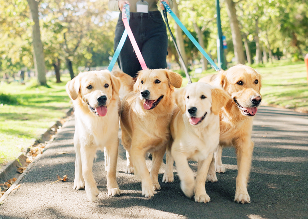 Person walking four golden retrievers in the park.