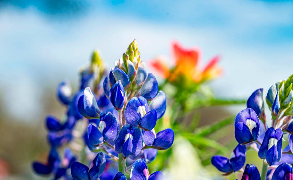 Blubonnet blooms on a field in Granbury, an hour drive from Fort Worth, soaking up the sun after the recent rains.