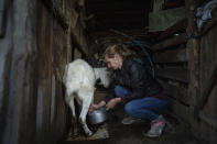 Margaryta Tkachenko, 29 years old, milks a goat in her barn in the recently retaken town of Izium, Ukraine, Sunday, Sept. 25, 2022. (AP Photo/Evgeniy Maloletka)