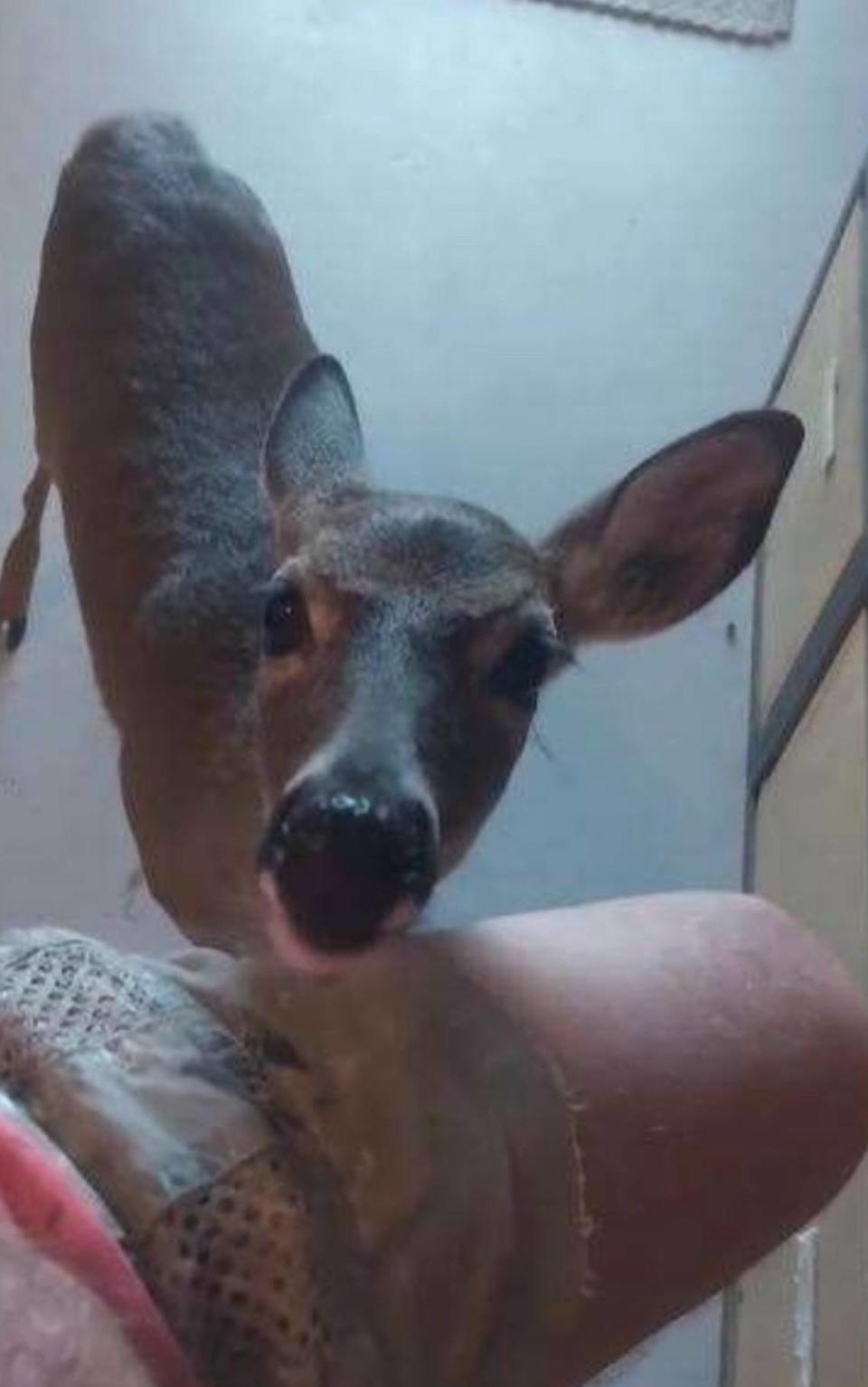 A photograph posted by a Florida Keys man on his Facebook page on Nov. 27, 2023, shows a key deer staring at him inside his Big Pine Key home, according to Fish and Wildlife police.  Florida Fish and Wildlife Conservation Commission