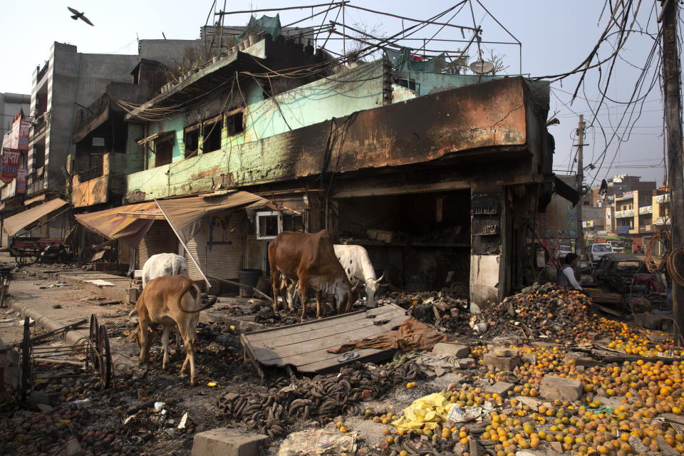 Stray cows feed on oranges lying outside a vandalized and burned shop following Tuesday's violence in New Delhi, India, Thursday, Feb. 27, 2020. India accused a U.S. government commission of politicizing communal violence in New Delhi that killed at least 30 people and injured more than 200 as President Donald Trump was visiting the country. The violent clashes between Hindu and Muslim mobs were the capital's worst communal riots in decades and saw shops, Muslim shrines and public vehicles go up in flames. (AP Photo/Rajesh Kumar Singh)