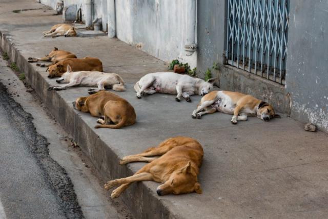 Dogs on the streets