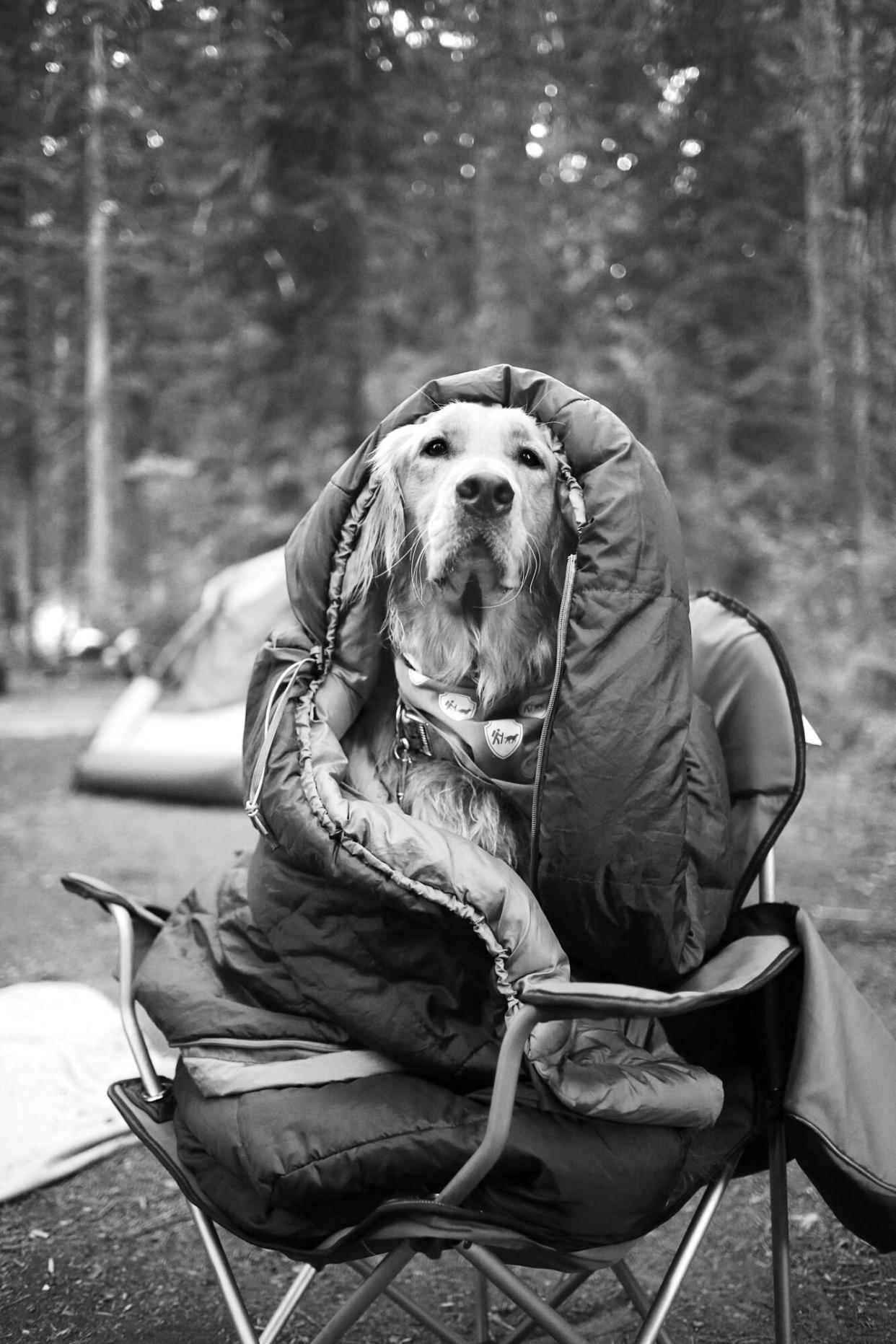 Dog Wrapped in Sleeping Bag Camping