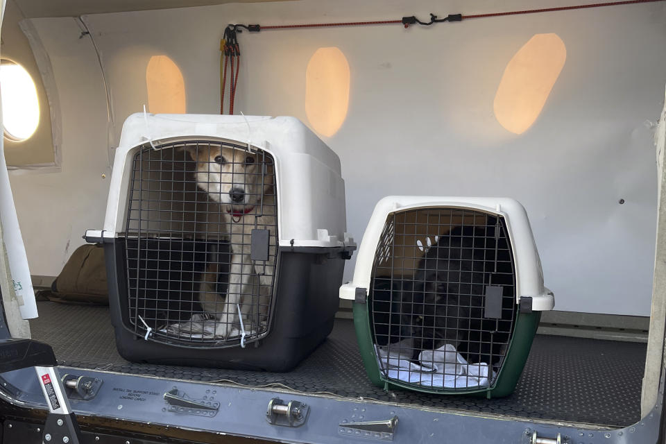 This photo photo provided by Veterinarians Without Borders shows two of 17 animals to be reunited or relocated safely outside the fire zone in Yellowknife, Canada, as they are loaded onto U.S.-based Wings of Rescue, Monday, Aug. 21, 2023, in Yellowknife. Many people who took buses or planes to evacuate the area affected by the wildfires could not bring their pets with them and were forced to leave the animals behind. Working with staff around Canada at Veterinarians Without Borders, the Society for the Prevention of Cruelty to Animals; local officials; Dr. Michelle Tuma, a veterinarian in the Northern Territories capital of Yellowknife; and others have been busy helping to save, transport and care for pets as firefighters battle to keep the flames at bay. (Charly Jarrett/Veterinarians Without Borders via AP)