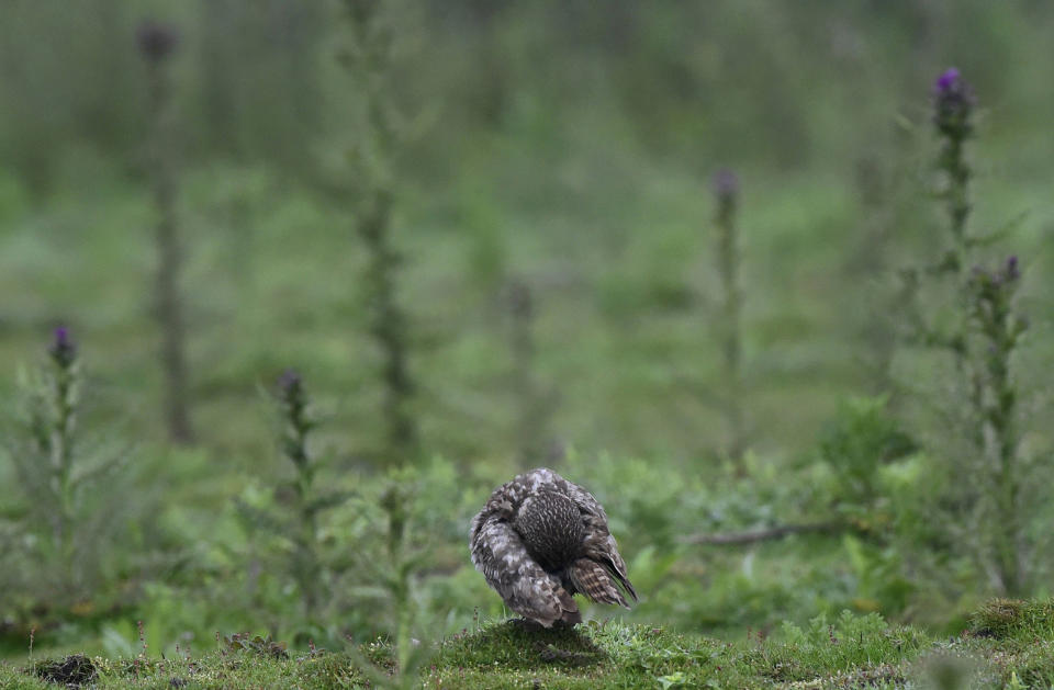 Owl on a break in Wales