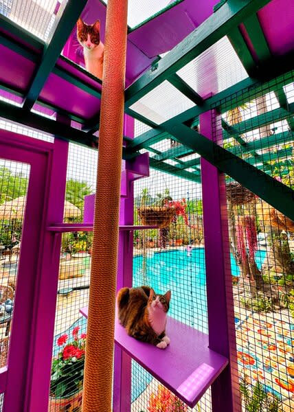 Custom Catios built this colorful cat enclosure to complement the owners’ existing home in Sherman Oaks, California.