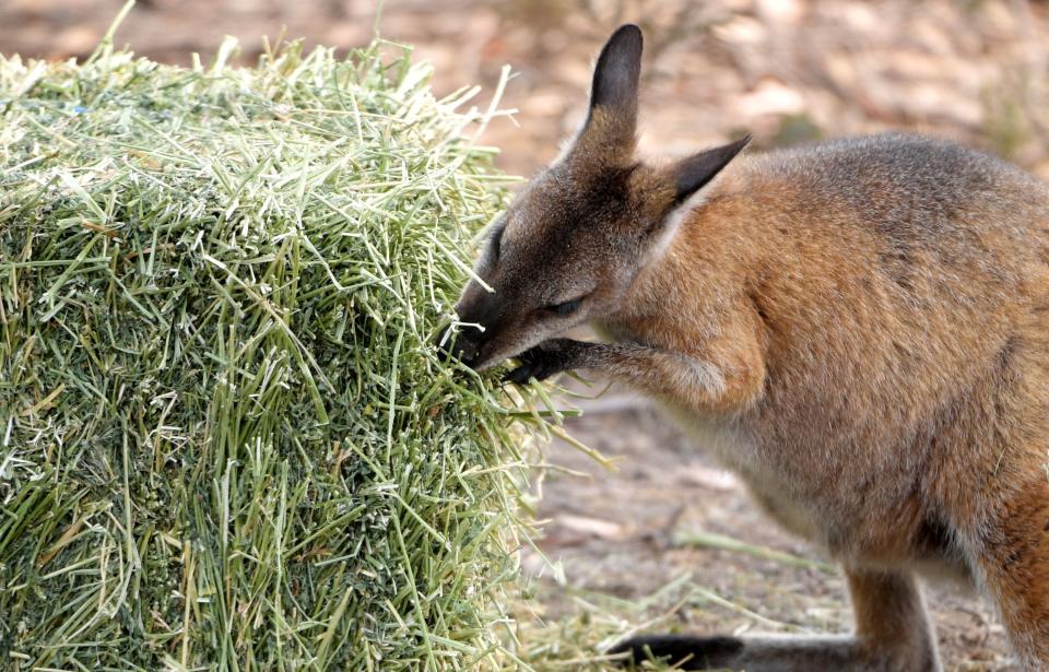 Wallabies eat hay left out for them by land holders near Cooma