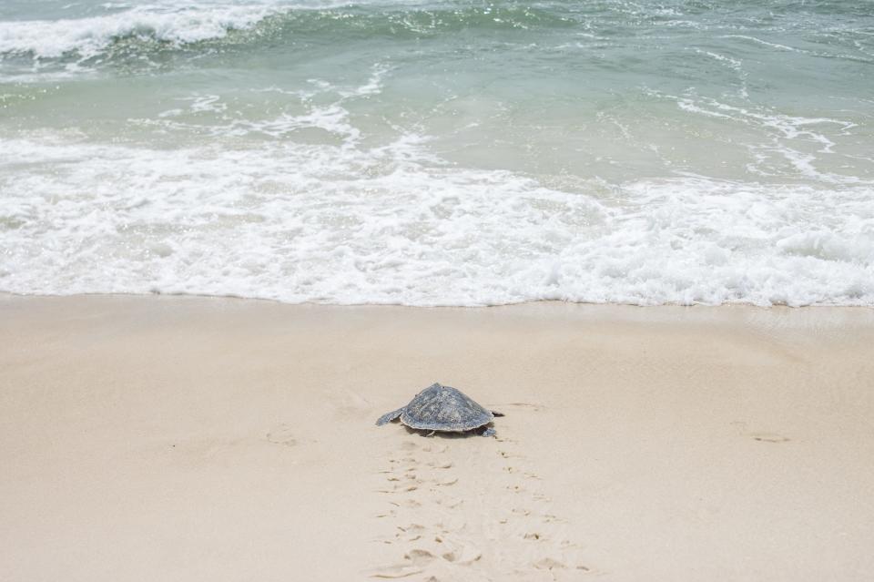 Butterflake, a 95-pound Loggerhead turtle, returning to the Gulf of Mexico