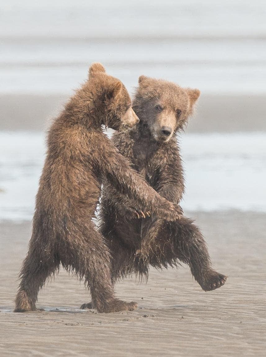 Fotografía, Animales, Competencia