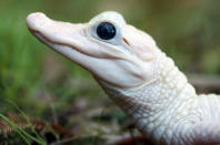 <p>An American alligator. (Photo: John Cancalosi/Caters News) </p>