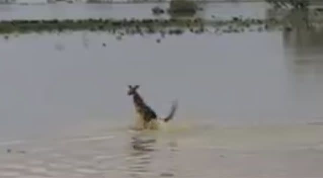 And just like that, the jumping joey emerges once again from the water. Source: Frank Standfast/Facebook.