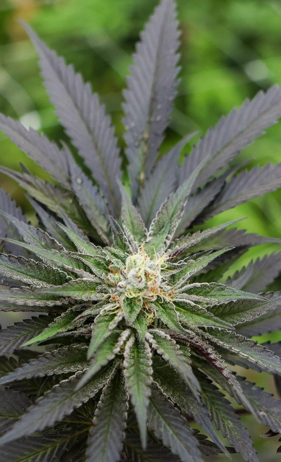 A flower, or bud, begins to emerge on a cannabis plant that is entering the flowering stage. U.S. Rep. Chuck Edwards plans to introduce the anti-cannabis No to Pot Act on Friday, Sept. 1, 2023.