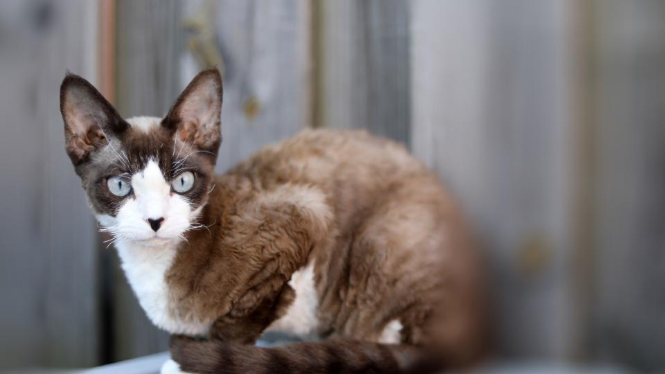 Devon rex