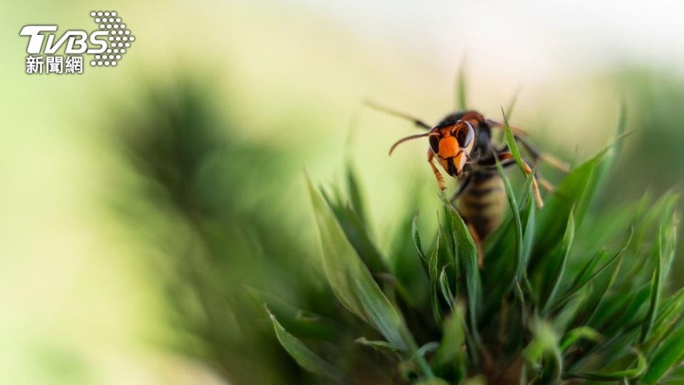 虎頭蜂具有高度攻擊性。（示意圖／Shutterstock達志影像）
