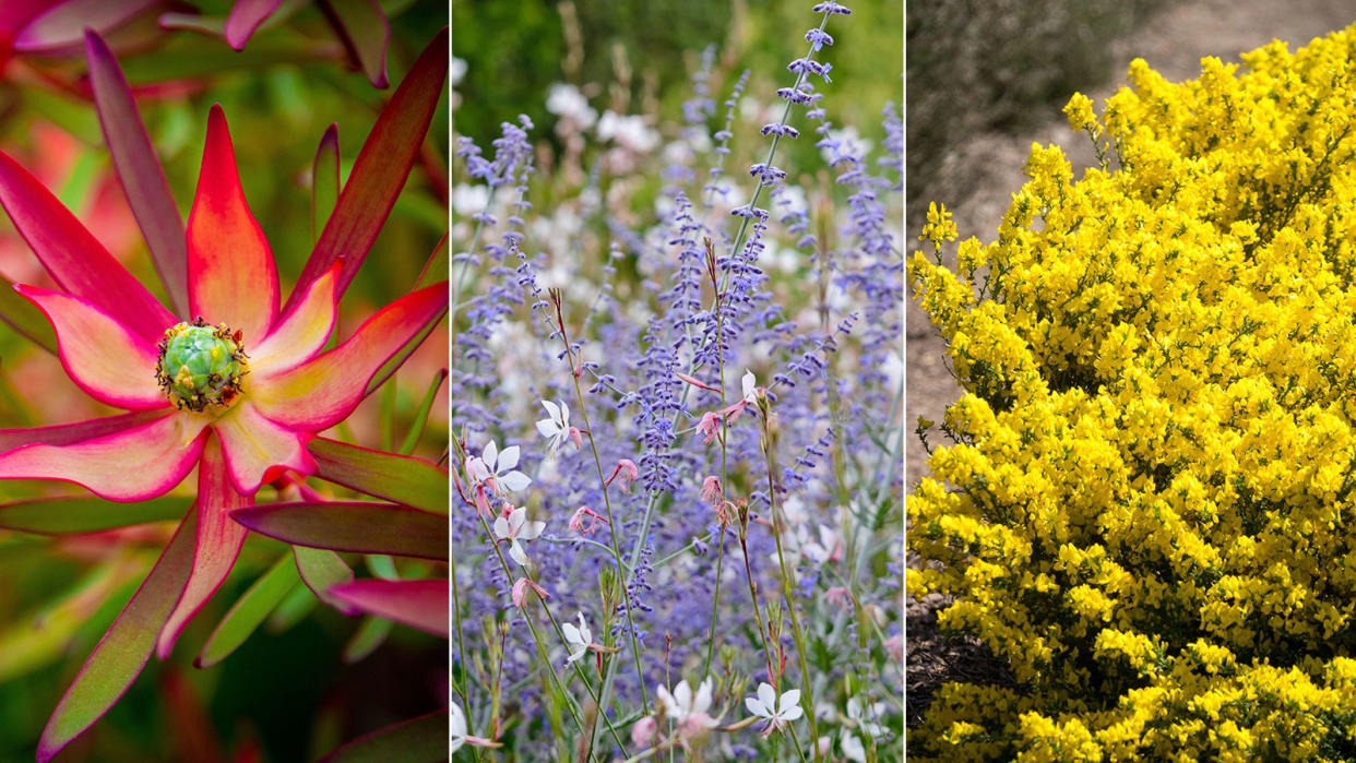  Leucadendron; Russian Sage; yellow Scotch broom 