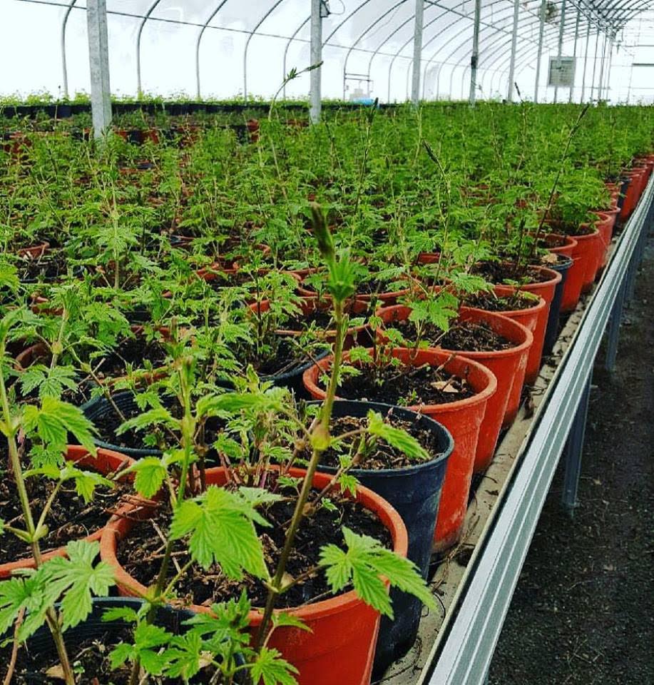 A 2017 photo shows young hop plants waiting to be transferred to the Fraser Valley Hops Farm on Seabird Island near Agassiz, B.C. (Courtesy of Fraser Valley Hop Farms Inc. - image credit)