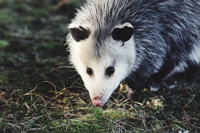 <p>Lee Robinson/EyeEm</p> Opossum