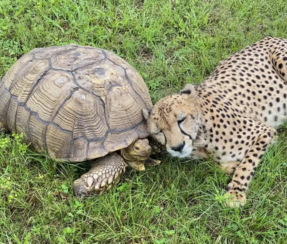 Penzie, die Schildkröte, und Tuesday, die Gepardin, sind ein unzertrennliches Gespann. (Foto mit freundlicher Genehmigung: Carson Springs Wildlife Conservation Foundation)