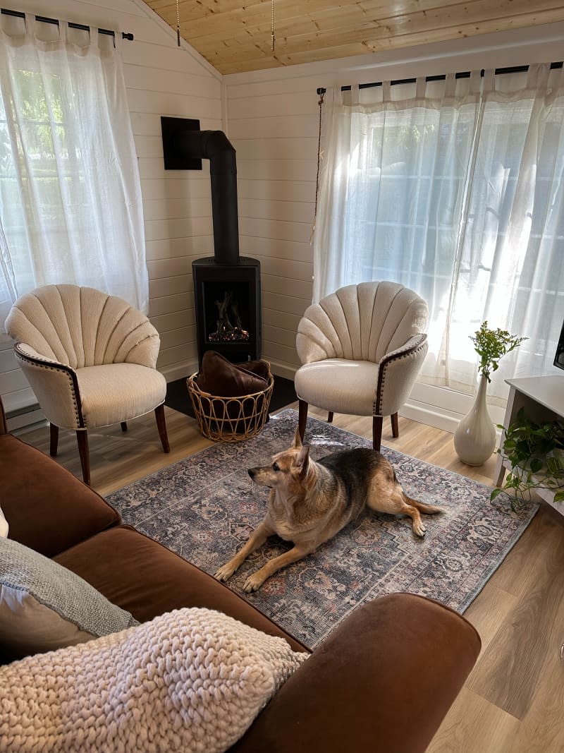 Dog sitting in living room with two accent chairs.