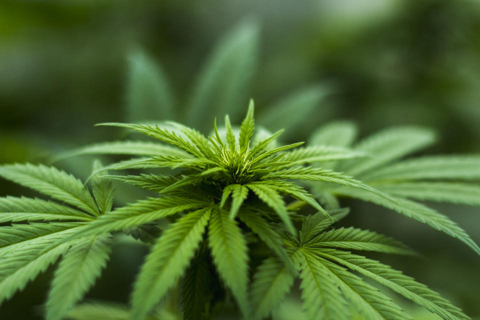 Die Regierung will sogenannte „Cannabis-Clubs“ zulassen, die ähnlich wie Genossenschaften gemeinschaftlich Cannabis anbauen. (Symbolbild: Getty)