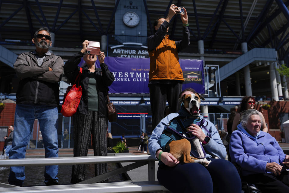 People and dogs watch the dock diving competition during the 148th Westminster Kennel Club Dog show, Saturday, May 11, 2024, at the USTA Billie Jean King National Tennis Center in New York. (AP Photo/Julia Nikhinson)