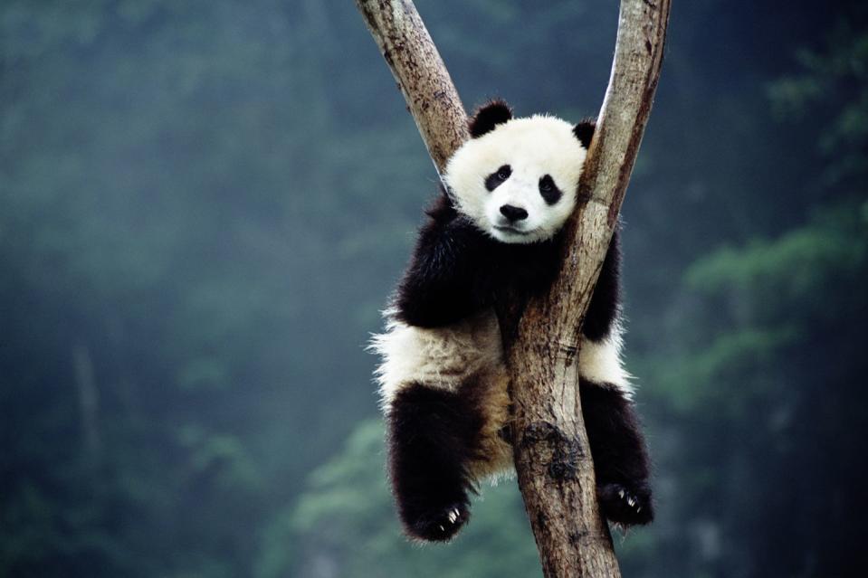 Giant Panda