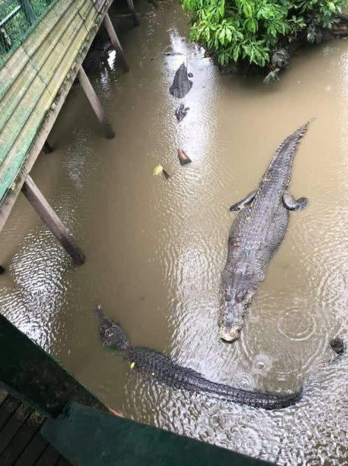 住家一旁有鱷魚在水裡。（圖／翻攝自爆廢公社公開版臉書）