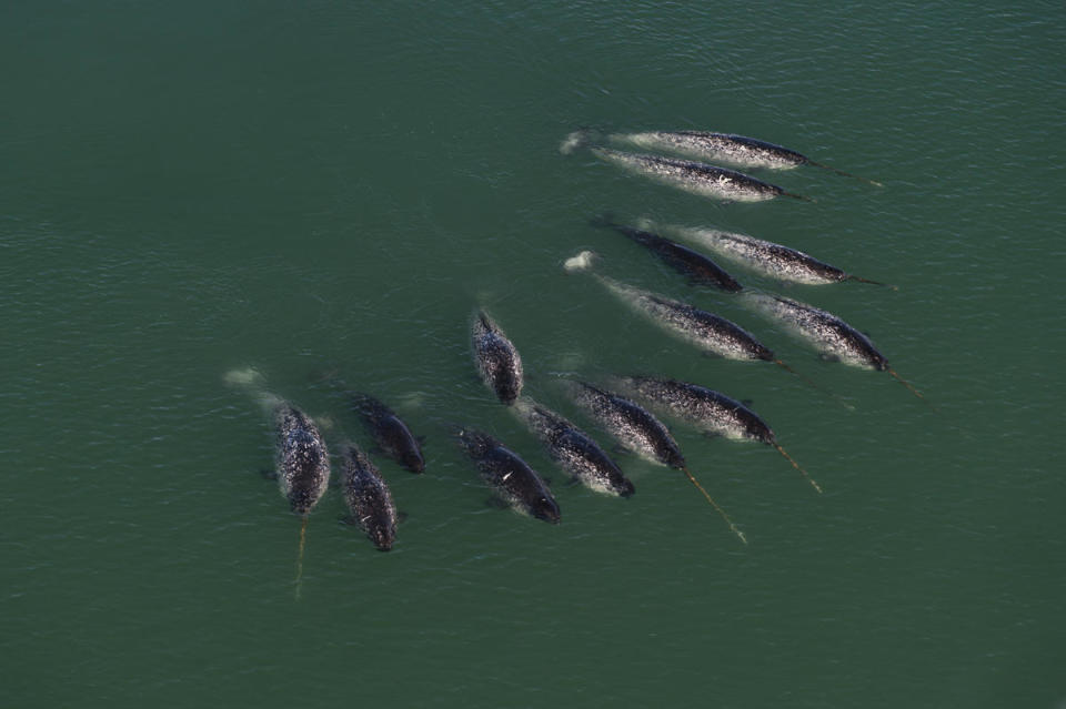 在格陵蘭海域出沒的一角鯨，擁有「海中獨角獸」的美名，大多數擁有犄角的都是雄鯨。