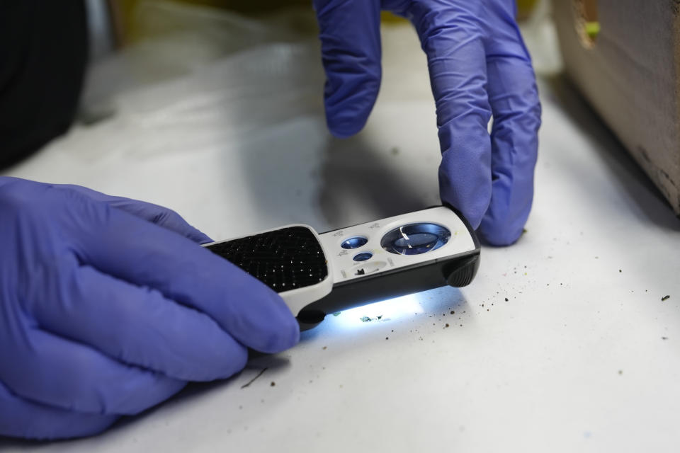 A U.S. Customs and Border Protection agriculture specialist uses a magnifying loupe to look at a small pest found in a shipment of imported flowers, at Miami International Airport in Miami, Monday, Feb. 12, 2024. Roughly 90% of flowers imported to the U.S. pass through Miami's airport, most of them arriving from South American countries such as Colombia and Ecuador. (AP Photo/Rebecca Blackwell)