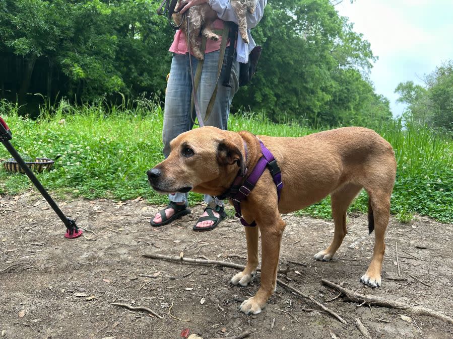 Neighbors hold vigil for dead dogs found in south Austin creek (KXAN Photo/Morganne Bailey)