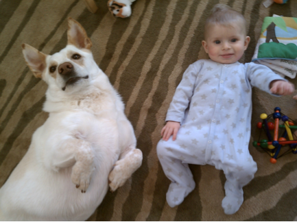 How a Corgi Interacts With a Baby