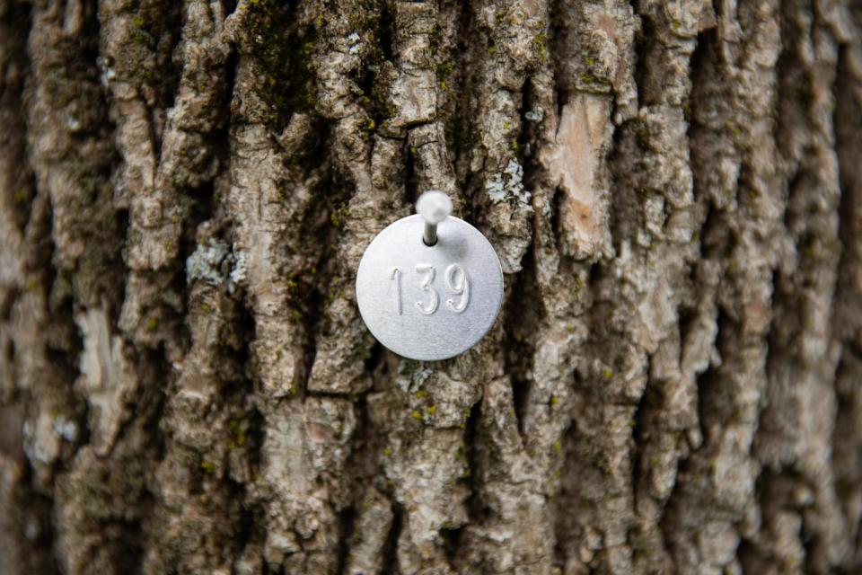 PHOTO: A metal identification tag is placed on an ash tree by an arborist for treatment with an insecticide preventing the emerald ash borer insect from infesting and killing the tree in Shelburne, Vt., June 4, 2020.  (Robert Nickelsberg/Getty Images)