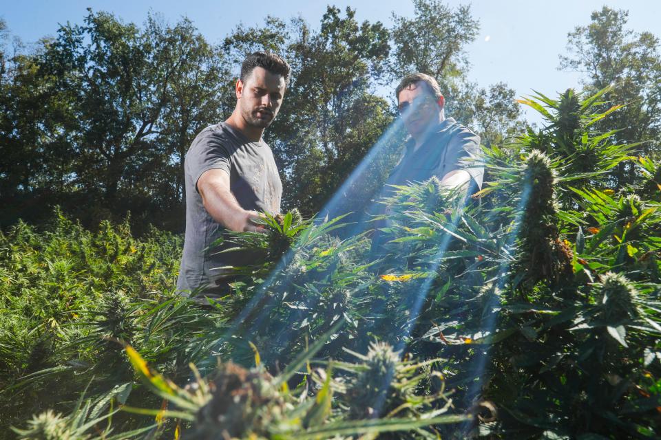 Cousins Eric Zipperle, left, and Jim Higdon founded Cornbread Hemp.