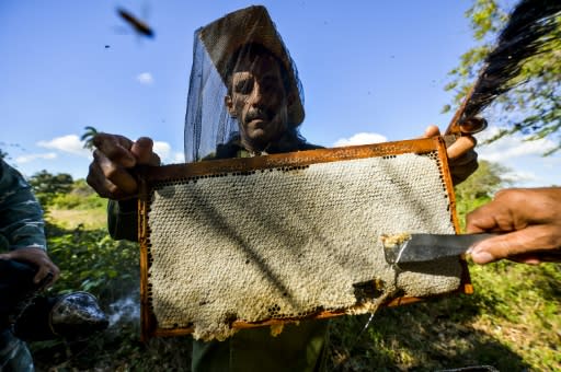 Beekeepers collect honeycombs in Navajas, Matanzas province, Cuba where bees are flourishing despite shrinking populations elsewhere in the world