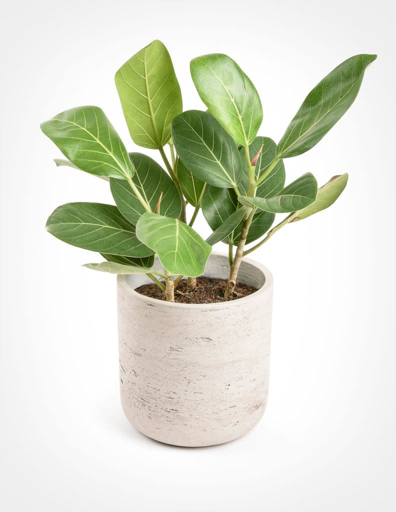 6) Ficus Audrey