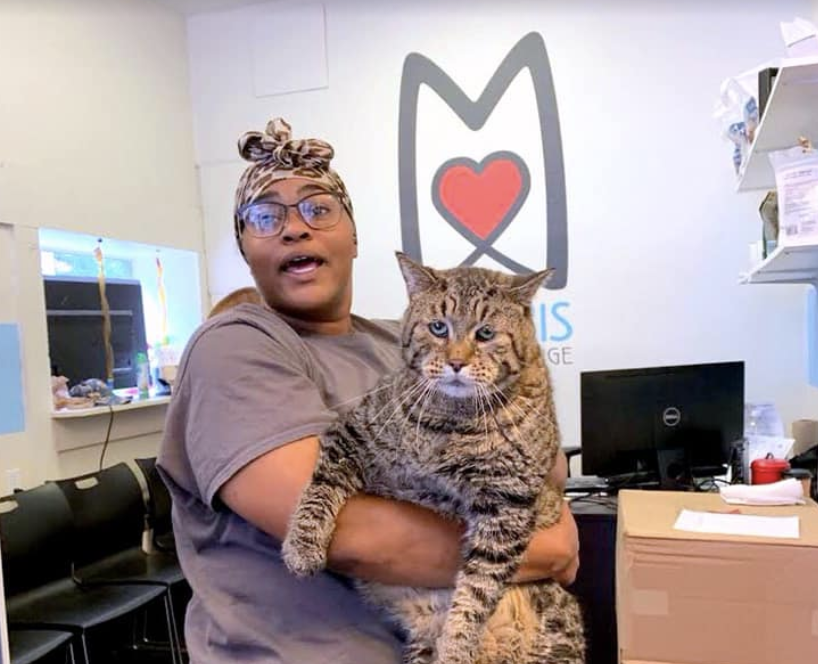 26 Pound Shelter Cat Goes Viral As Adoption Offers Flood In 5010