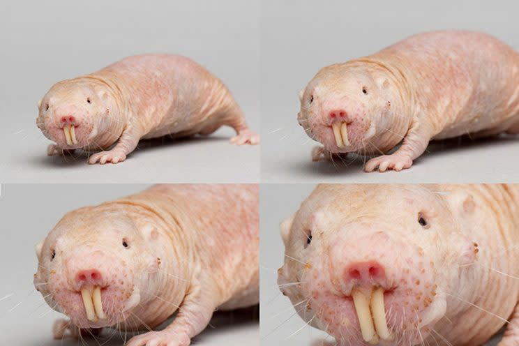 Dieses fiese Tierchen ist ein Nacktmull – der Star einer Kampagne zum Schutz von Teenagern. (Bild: dontgetsextorted.ca)