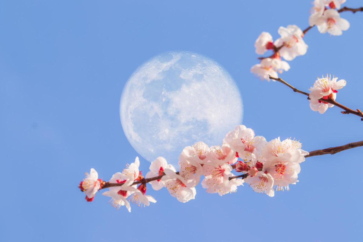 The Flower Moon will take place this May <i>(Image: Getty)</i>
