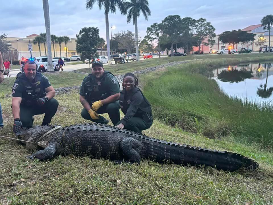Lee County Sheriff's deputies pose with a 12-foot alligator caught near Coconut Point Mall in Estero on Thursday, Dec. 21, 2023.