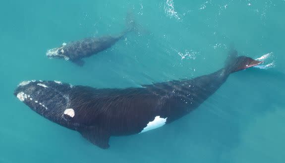 Southern right whale and calf spotted along the coast of the Head of Bight in South Australia.