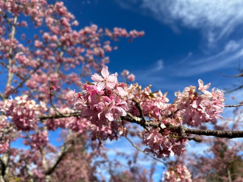 阿里山工作站前、沼平公園一帶的山櫻花、琉球山櫻花、阿龜櫻等美不勝收，吸引眾多遊客拍照打卡。（圖：龐清廉攝）