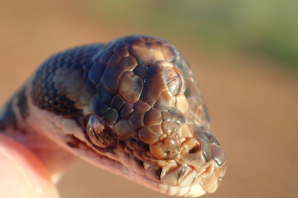 La pitón de tres ojos murió pocas semanas después de ser encontrada. (Gobierno del Territorio del Norte).