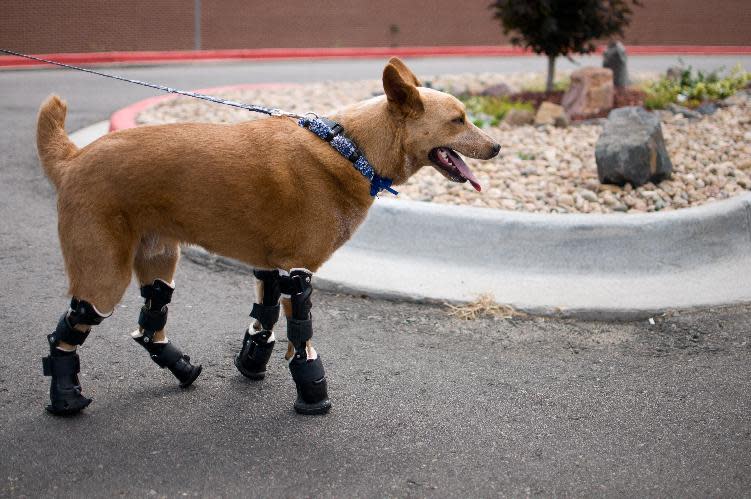 In this August 26, 2011photo provided by OrthoPets, shows Naki’o, a red heeler mix breed, the first dog to receive four prosthetic limbs at Denver, Colo. Naki’o was found in the cellar of a Nebraska foreclosed home with all four legs and its tail frozen in puddles of water-turned-ice. What frostbite didn’t do, a surgeon did, amputating all four legs and giving him four prosthetics. (AP Photo/OrthoPets, Lindsey Mladivinich)