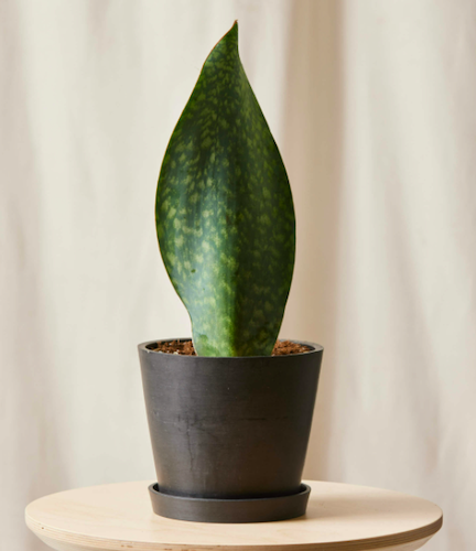 Whale Fin Sansevieria