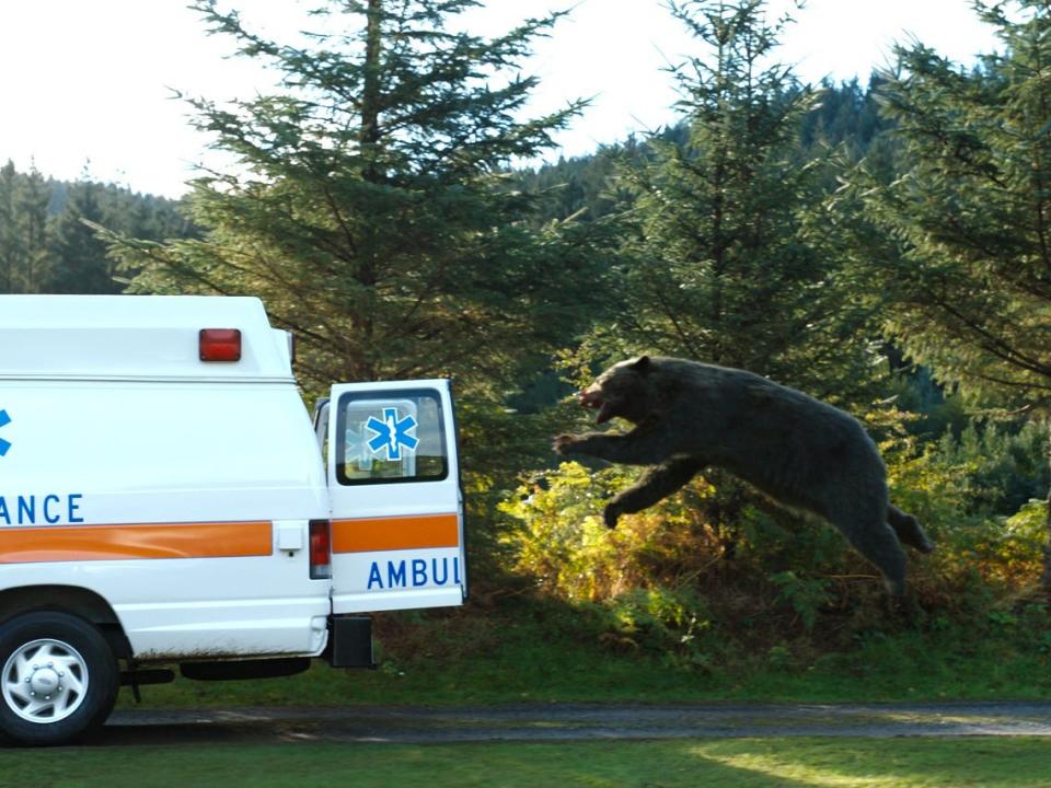 bear jumping into an ambulance